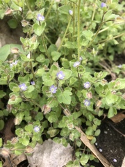 Veronica hederifolia
