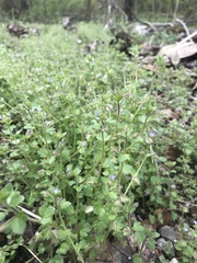 Veronica hederifolia