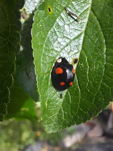 Asian Lady Beetle