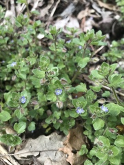 Veronica hederifolia
