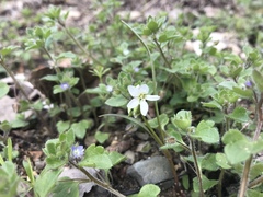 Claytonia virginica