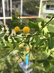 Vachellia choriophylla