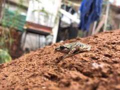 Eleutherodactylus guttilatus