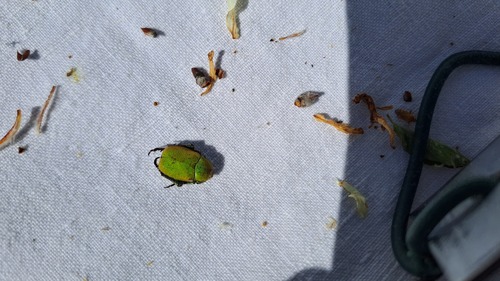 mountain monkey beetle