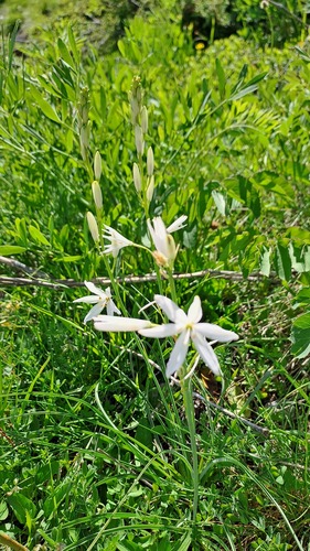 St Bernard's Lily