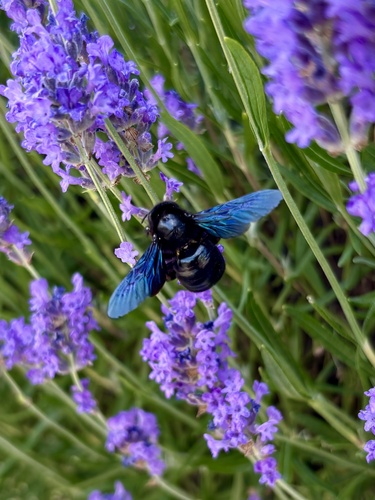 Xylocopa