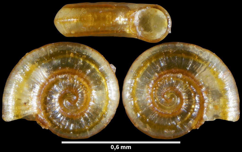 Ammonicera fischeriana