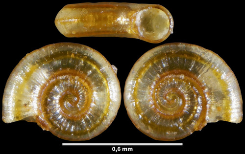 Ammonicera fischeriana