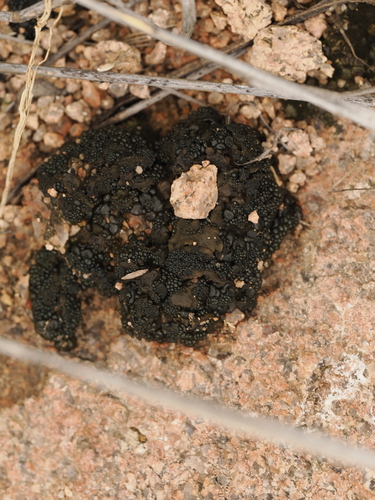 Enchylium tenax