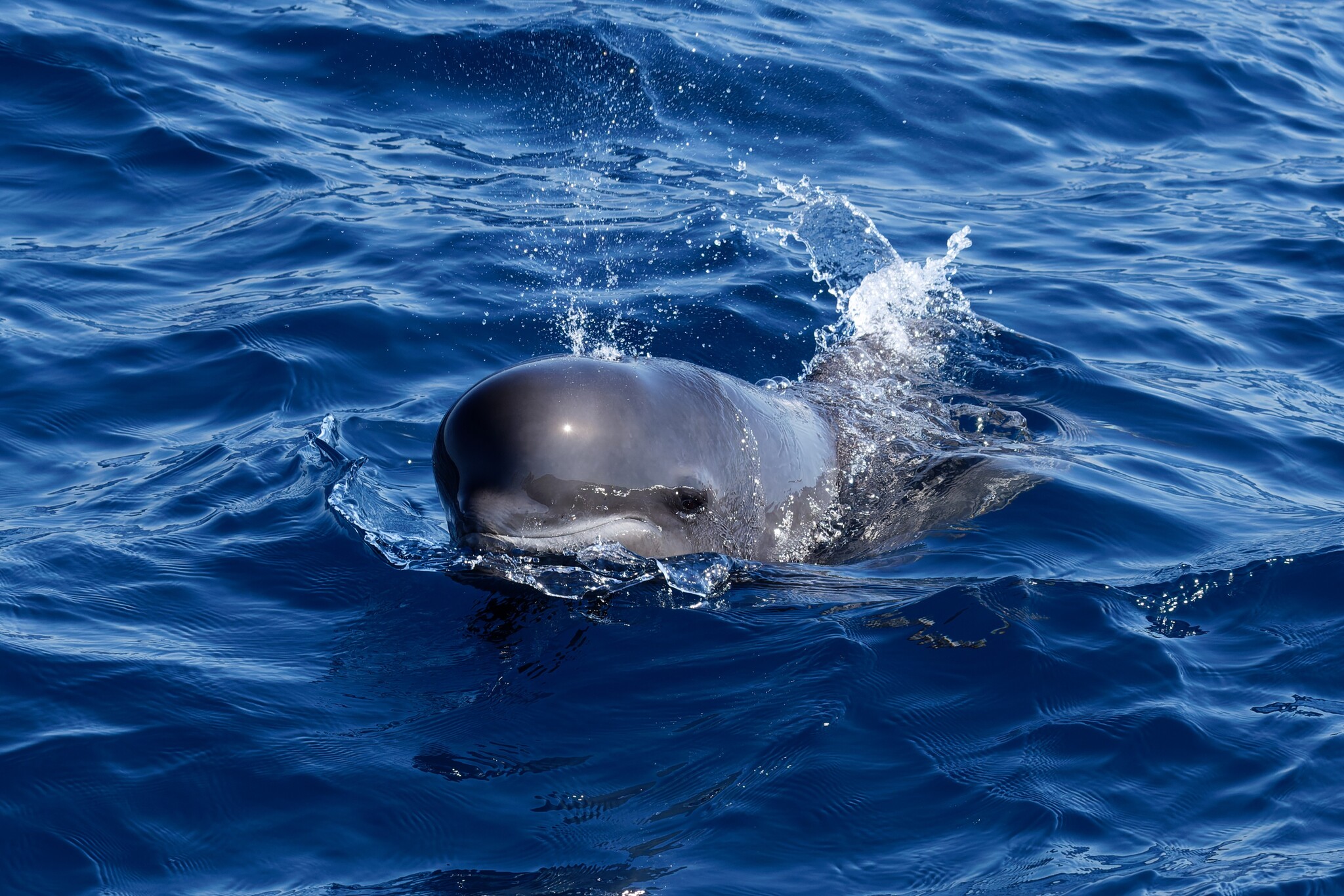 Globicephala melas