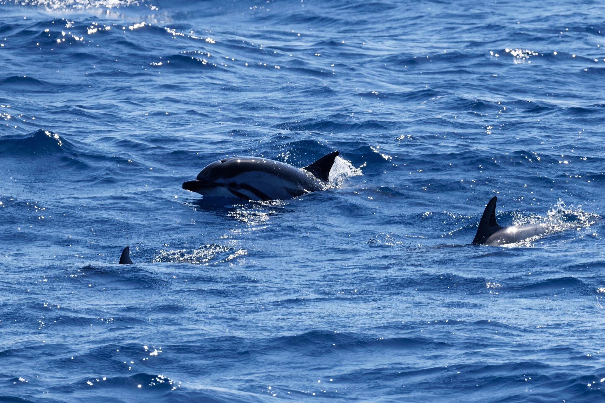Stenella coeruleoalba