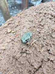 Eleutherodactylus guttilatus