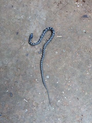 Elaphe quatuorlineata