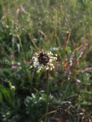 Plantago lanceolata