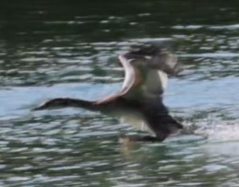 Great Crested Grebe