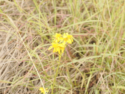 Senecio ampullaceus observed 2026-06-06