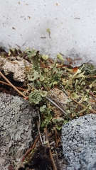 Cladonia borealis