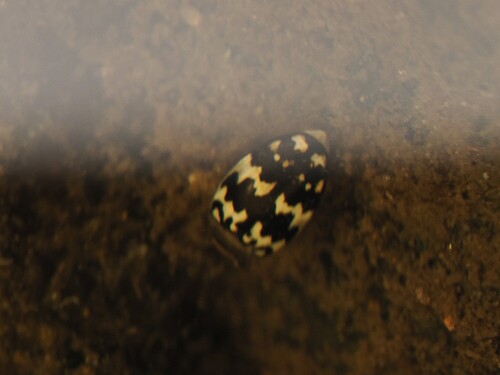 Laccophilus pictus insignis