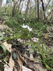 Claytonia virginica