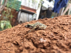 Eleutherodactylus guttilatus