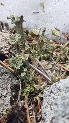 Cladonia borealis