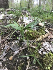 Claytonia virginica