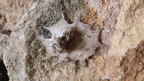 Five-spotted star-web spider