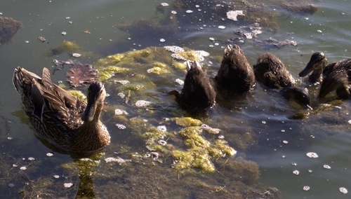 Mallard