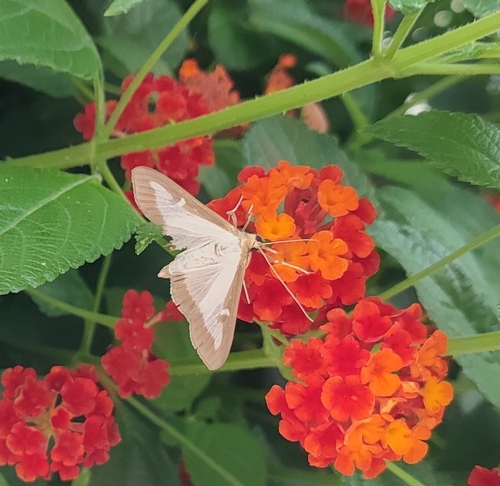 Box Tree Moth