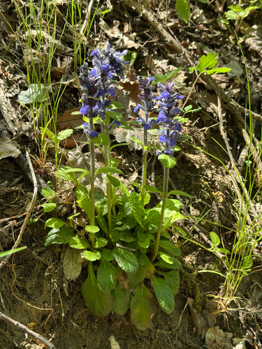 carpet bugle