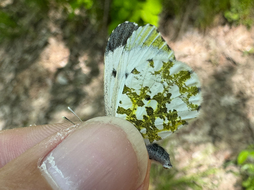 orange-tip