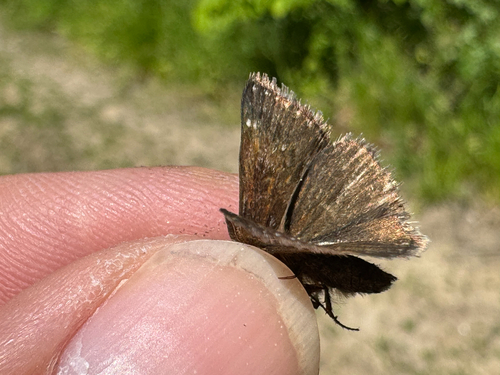 Dingy Skipper