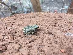 Eleutherodactylus guttilatus