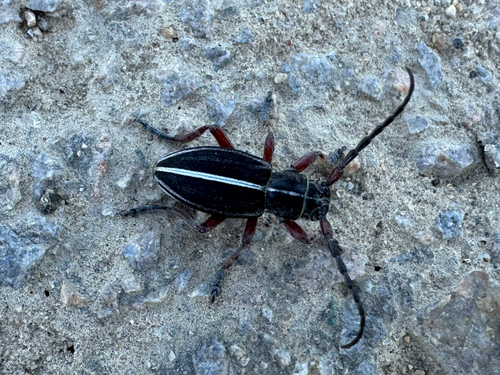 Dorcadion tauricum