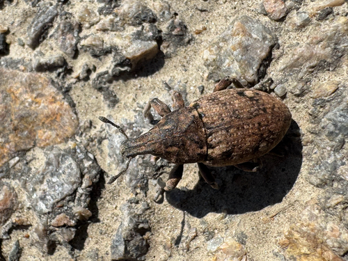 Leucophyes pedestris