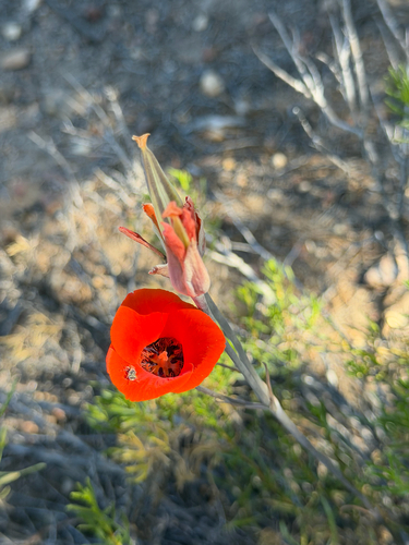 Calochortus kennedyi, photograph 4