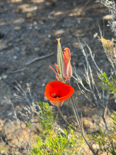 Calochortus kennedyi, photograph 5