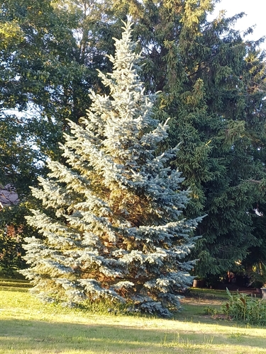 blue spruce