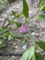Oenothera rosea
