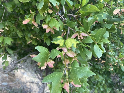Cretan Maple