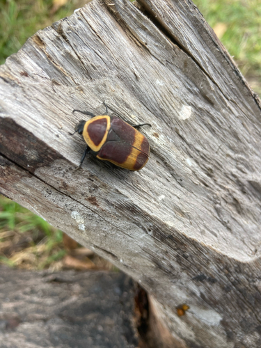 taxicab beetle