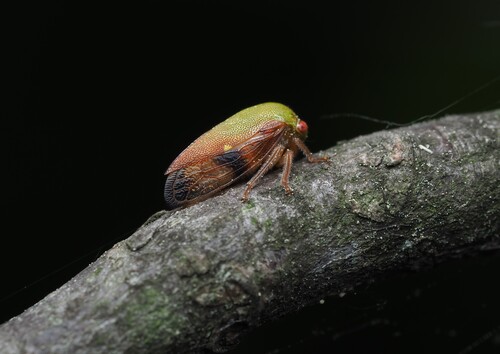Ophiderma flava photo 2