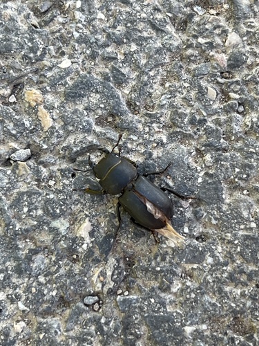 Lesser Stag Beetle