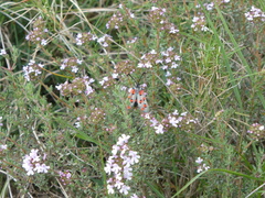 Zygaena rhadamanthus