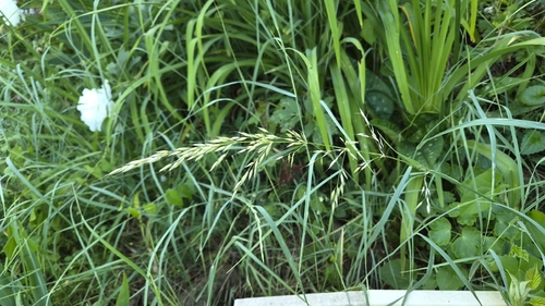 tall oat grass