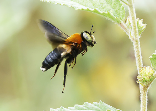 Mesoxaea texana