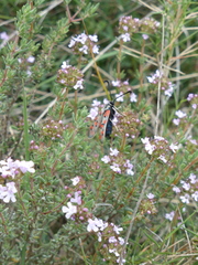 Zygaena rhadamanthus