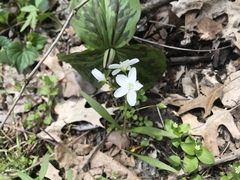 Claytonia virginica