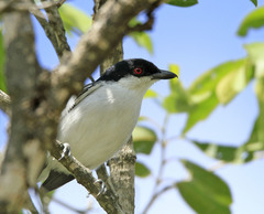 Dryoscopus cubla hamatus