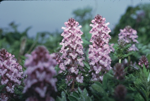 Whorled lousewort (Pedicularis verticillata)